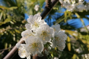 Spring and flowers 